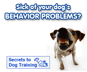 dog training online